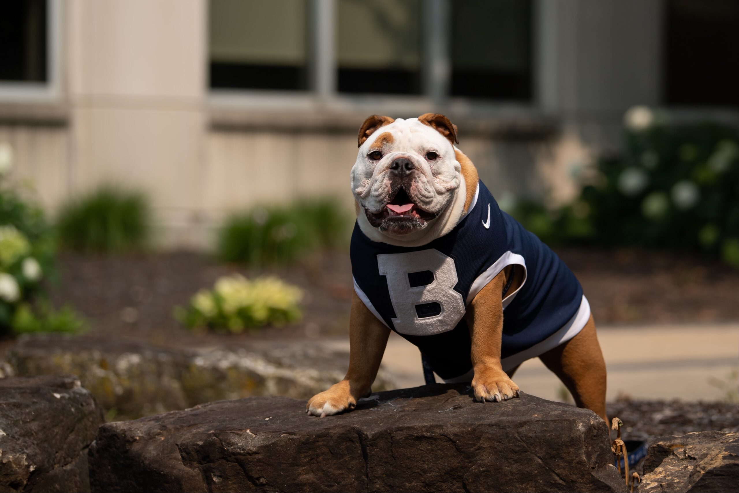 A bulldog wearing a 博彩平台排名 sweater perches on a rock