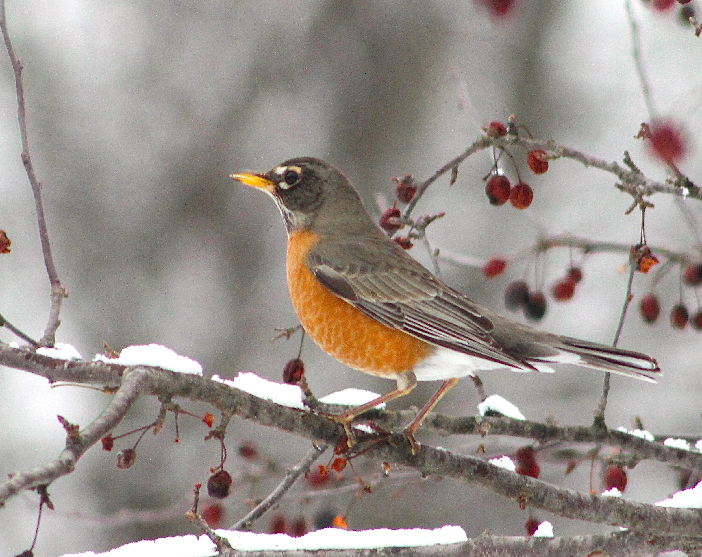 an American robin on a branch with red berries and branches