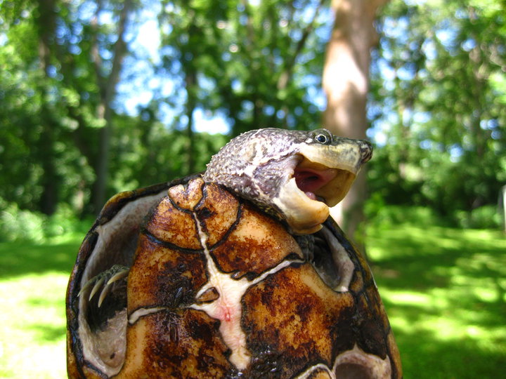 Turtle close-up photo