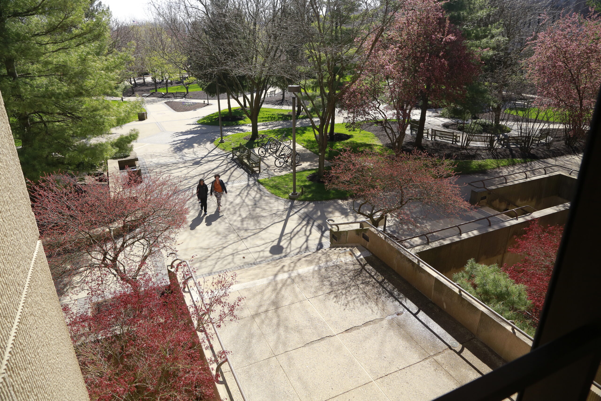 spring flowers blooming on campus