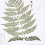 Dryopteris goldiana from the Friesner Herbarium