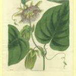 Passion Flower Botanical Print