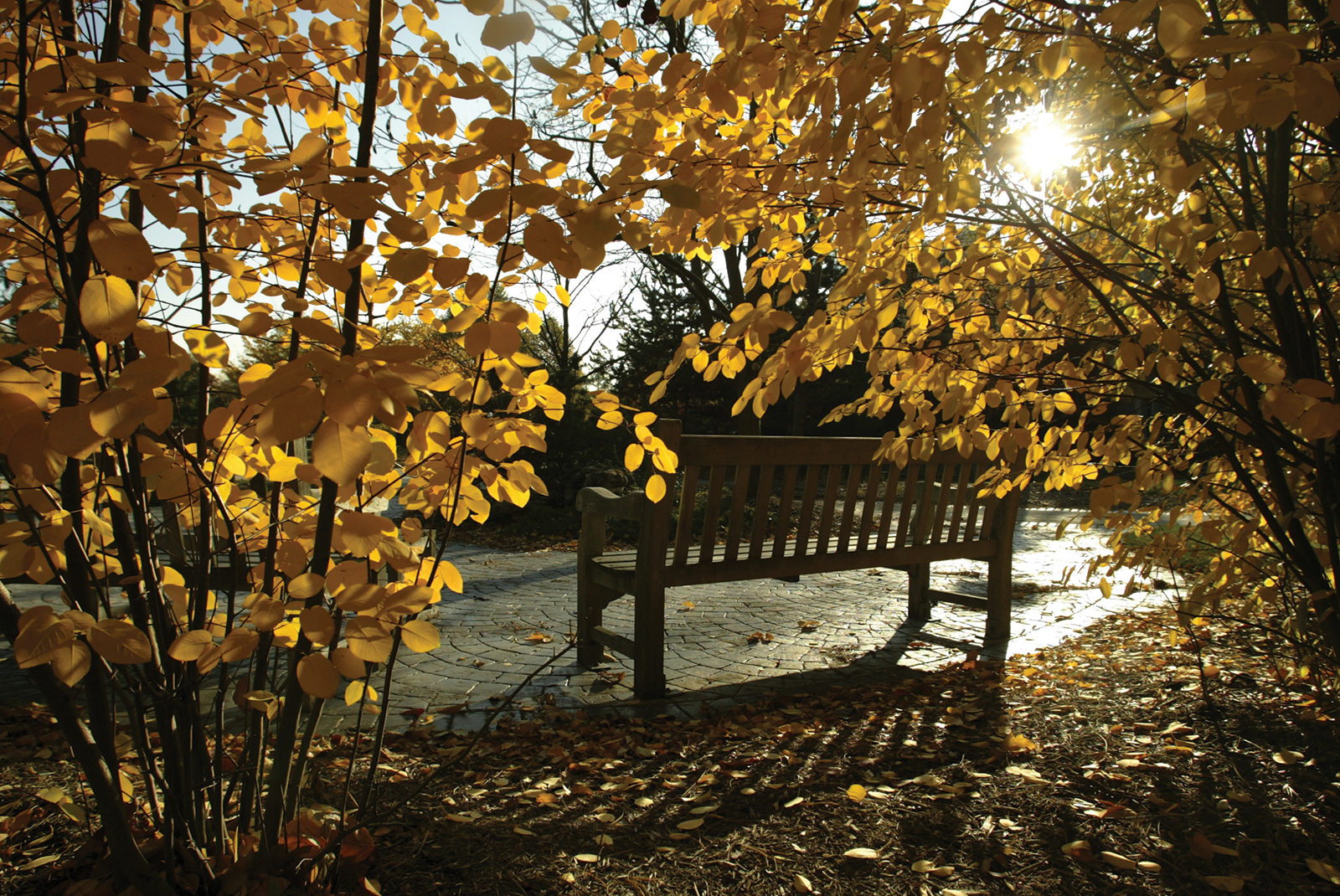 Bench on Butler's campus