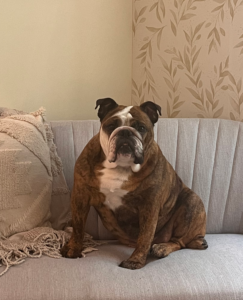 brown bulldog with white chest and white markings on chin and right side of face