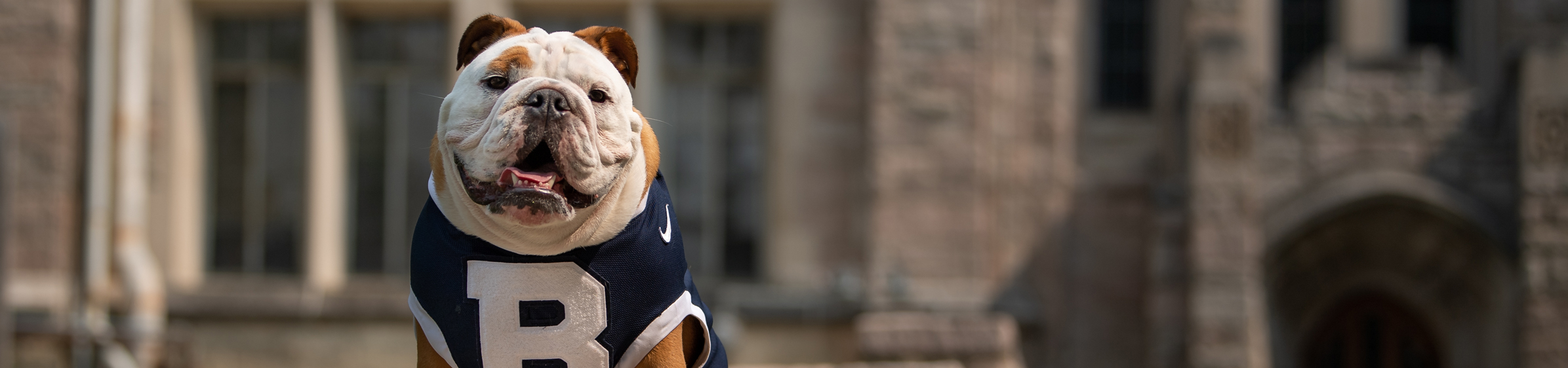 Butler bulldog in blue jersey with large white B on the front