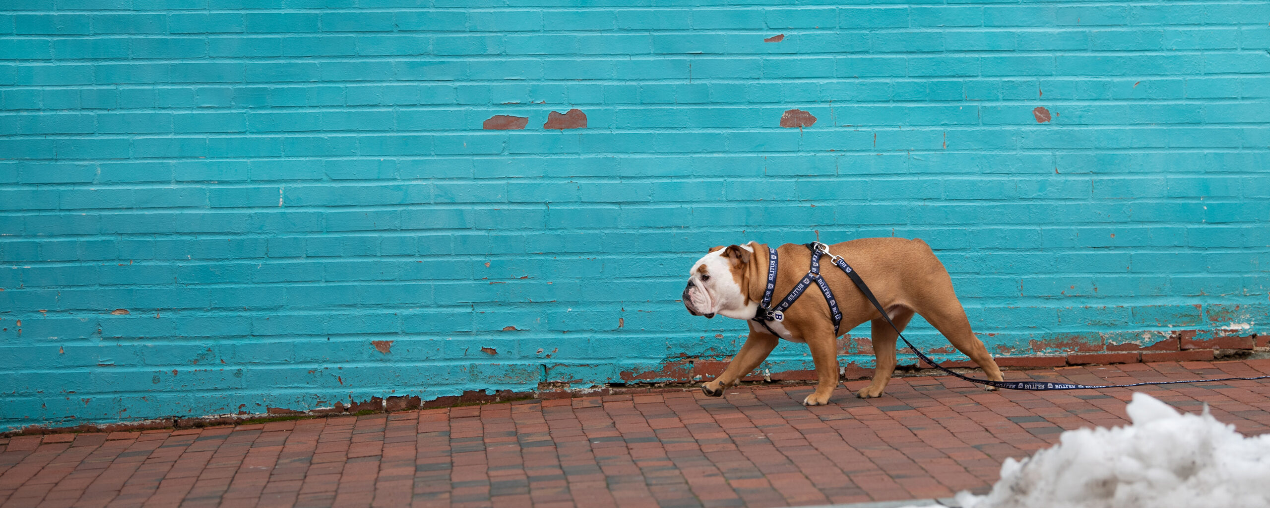 Bulldog in a blue leash and harness walking on a brick street in front of a teal wall